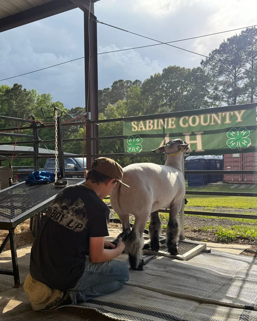 Exhibitor grooming a lamb with a Sabine County 4-H banner in frame