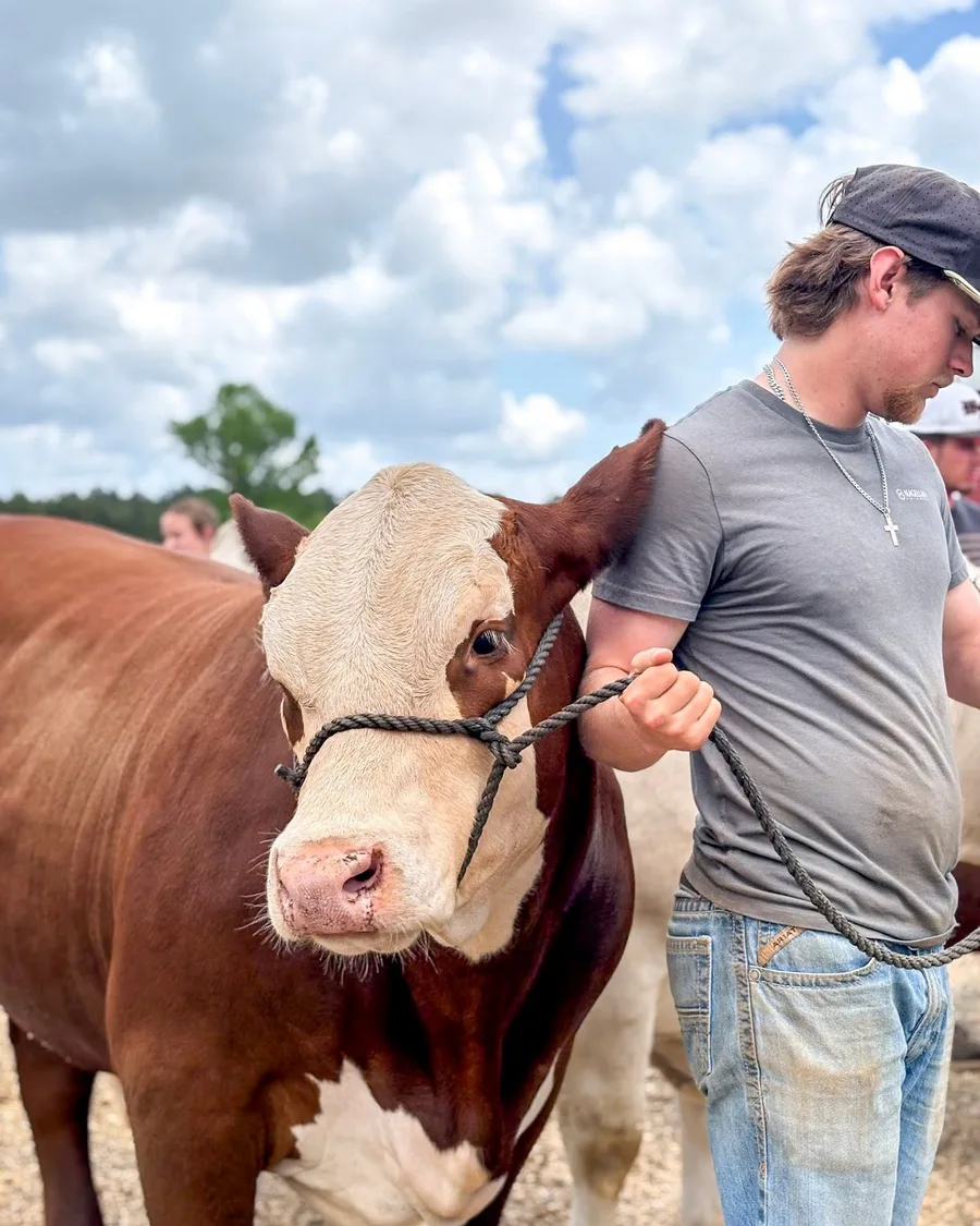 Exhibitor leading a Hereford bull in an outdoor portrait