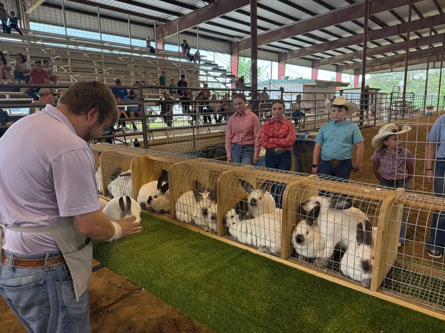 Handler showing rabbits at a judging table at the Show