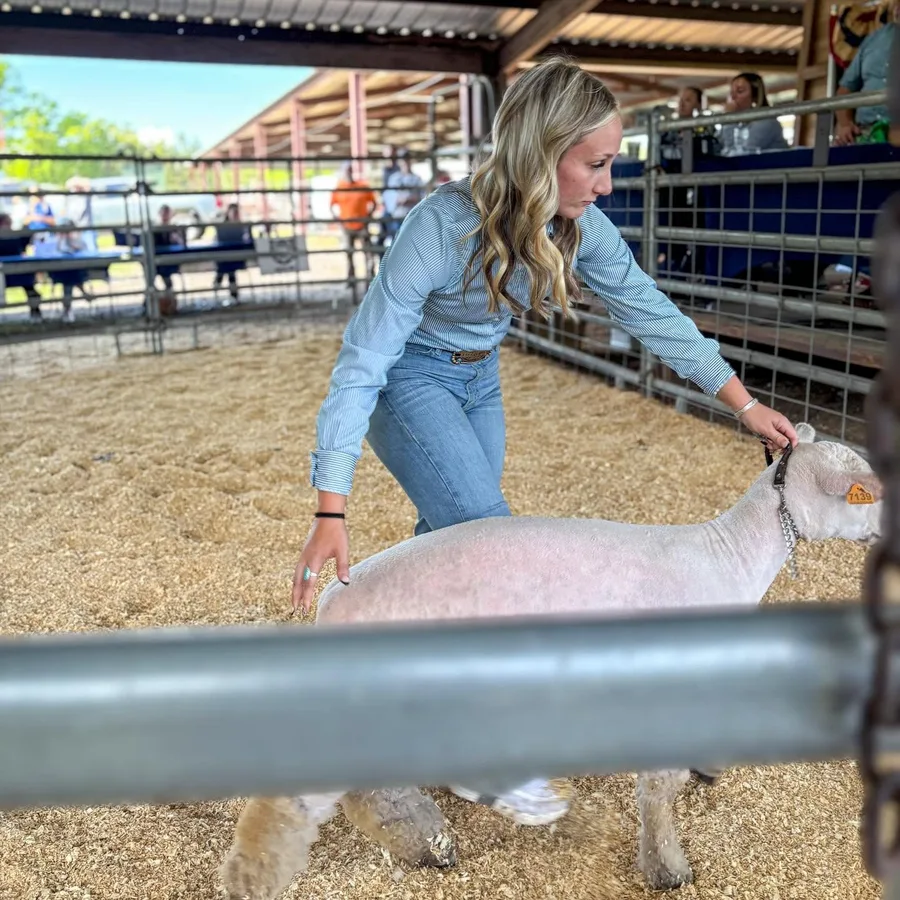Young exhibitor in a showmanship stance with a sheep